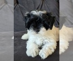Small Photo #2 Maltipoo Puppy For Sale in SOUTHWICK, MA, USA