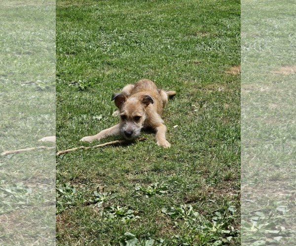 Medium Photo #7 Chihuahua-Wheaten Terrier Mix Puppy For Sale in Arlington, WA, USA