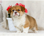 Small Photo #13 Pembroke Welsh Corgi Puppy For Sale in WAKARUSA, IN, USA