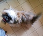 Small #2 Shih Tzu