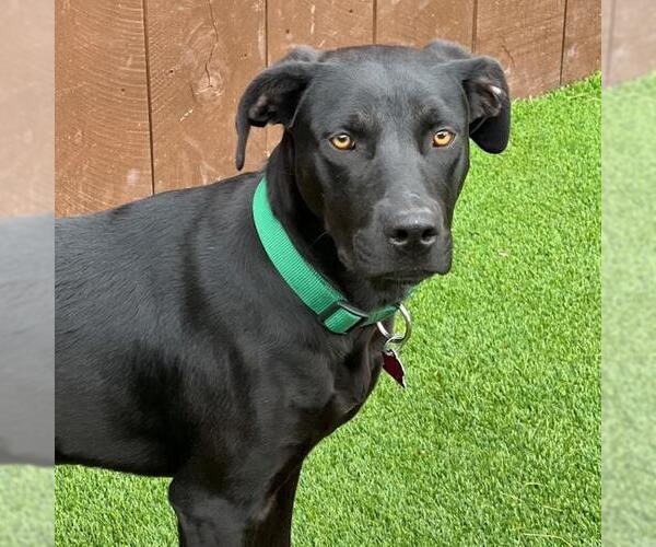 Medium Photo #10 Labrador Retriever-Unknown Mix Puppy For Sale in San Diego, CA, USA