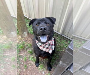 Chow Chow-Unknown Mix Dogs for adoption in Lakewood, CO, USA