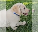 Small #3 Labrador Retriever