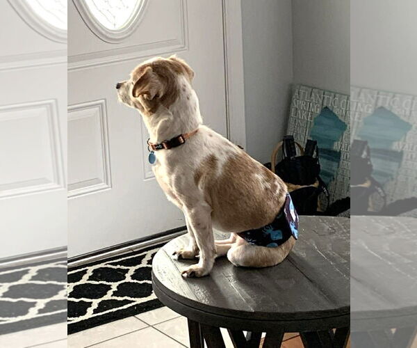 Medium Photo #4 Chihuahua Puppy For Sale in Boonton, NJ, USA