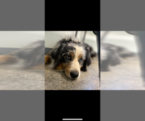 Father of the Australian Shepherd puppies born on 06/04/2025