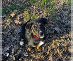 Small Photo #9 Mutt Puppy For Sale in Claremore, OK, USA