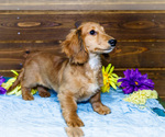 Small #10 Dachshund