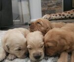 Small #1 English Cream Golden Retriever