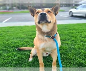 German Shepherd Dog Dogs for adoption in Long Beach, CA, USA