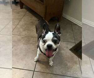 Faux Frenchbo Bulldog Dogs for adoption in Dallas, TX, USA