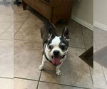 Small Faux Frenchbo Bulldog