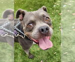 Small #10 American Staffordshire Terrier Mix