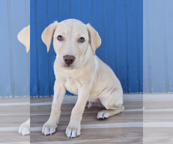 Medium Photo #1 American Staffordshire Terrier-Labrador Retriever Mix Puppy For Sale in Lakewood, CO, USA