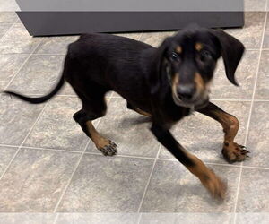 Bluetick Coonhound Dogs for adoption in Rustburg, VA, USA