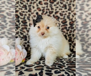 Pomeranian Puppy for sale in LINCOLN UNIV, PA, USA
