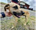 Small #2 Black Mouth Cur Mix