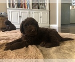Small #35 Labradoodle