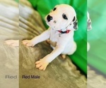 Small Photo #19 Dalmatian Puppy For Sale in AMARILLO, TX, USA