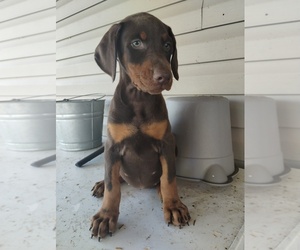 Doberman Pinscher Puppy for sale in SUMMERVILLE, GA, USA