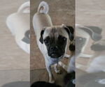 Small #2 Pug