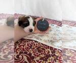 Puppy Oliver Saint Bernard