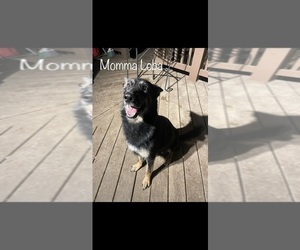 Mother of the German Shepherd Dog puppies born on 03/06/2023