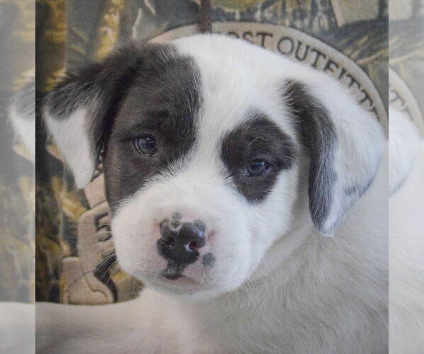 Medium Photo #6 American Bulldog-Unknown Mix Puppy For Sale in Huntley, IL, USA