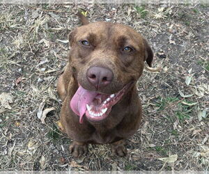Chocolate Labrador retriever-Unknown Mix Dogs for adoption in Anniston, AL, USA