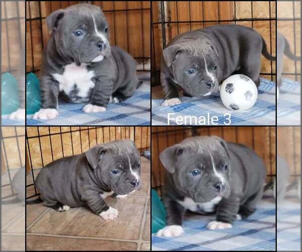 Medium Photo #6 American Bully Puppy For Sale in BILLINGS, MO, USA