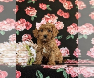 Cavapoo Puppy for sale in NEW PROVIDENCE, PA, USA