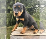 Small #4 Rottweiler
