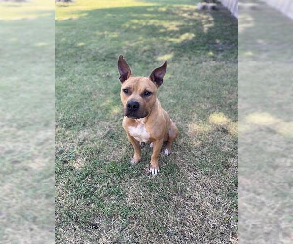 Medium Photo #2 American Staffordshire Terrier-Unknown Mix Puppy For Sale in Grand Prairie, TX, USA