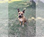 Small #1 American Staffordshire Terrier Mix