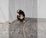 Small Photo #8 Bernese Mountain Dog Puppy For Sale in MEMPHIS, MO, USA