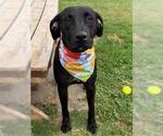 Small American Pit Bull Terrier-Labrador Retriever Mix