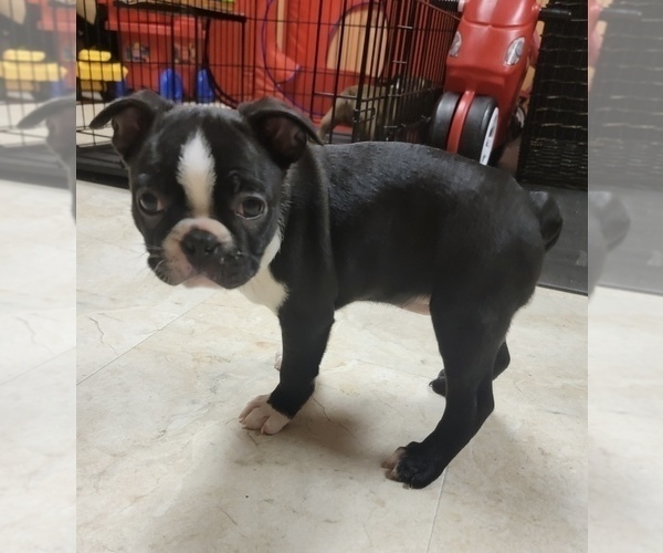 Medium Photo #1 Boston Terrier Puppy For Sale in SPRINGFIELD, MO, USA