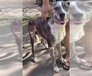 Labrador Retriever-Unknown Mix Dogs for adoption in Houston, TX, USA