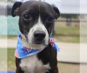 Boston Terrier-Unknown Mix Dogs for adoption in San Antonio, TX, USA