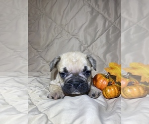 French Bulldog Puppy for sale in FORT WORTH, TX, USA