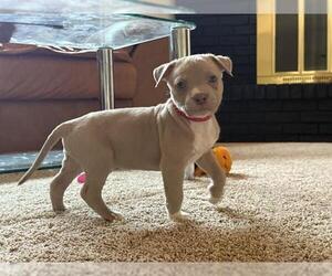 American Pit Bull Terrier Dogs for adoption in Pueblo, CO, USA