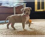 Small American Pit Bull Terrier