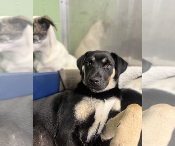 Medium Photo #3 Saint Bernard-Unknown Mix Puppy For Sale in Elmsford, NY, USA