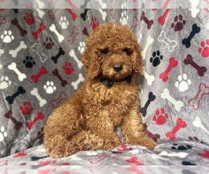 Cock-A-Poo Puppy for sale in LAKELAND, FL, USA
