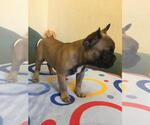 Small #8 French Bulldog