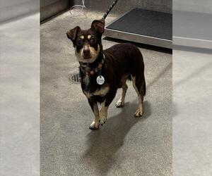 Chihuahua Dogs for adoption in Forestville, MD, USA