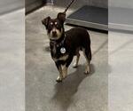 *DAVIN - Male Chihuahua Dog for Adoption - Small photo