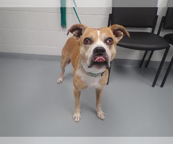 Medium Photo #1 Boxer Puppy For Sale in St. Cloud, FL, USA