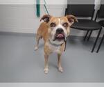 Small Boxer