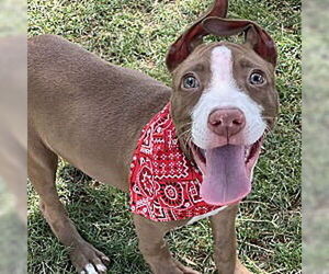 American Staffordshire Terrier-Unknown Mix Dogs for adoption in Phoenix, AZ, USA