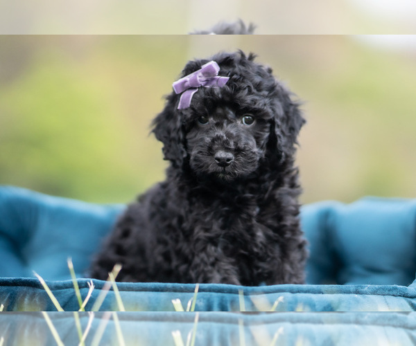 Medium Photo #4 Maltipoo (Miniature) Puppy For Sale in WARSAW, IN, USA